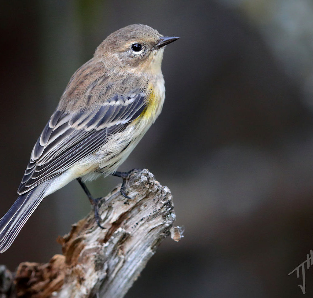 'Southward Bound' - A Songbird Migration Photo Album - Bird Canada