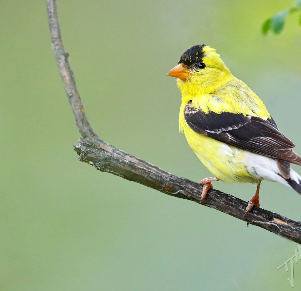 'Southward Bound' - A Songbird Migration Photo Album - Bird Canada