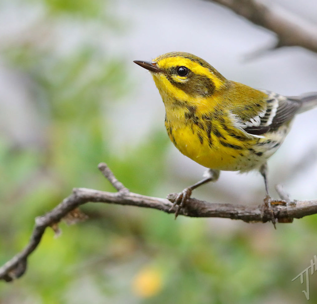 'Southward Bound' - A Songbird Migration Photo Album - Bird Canada