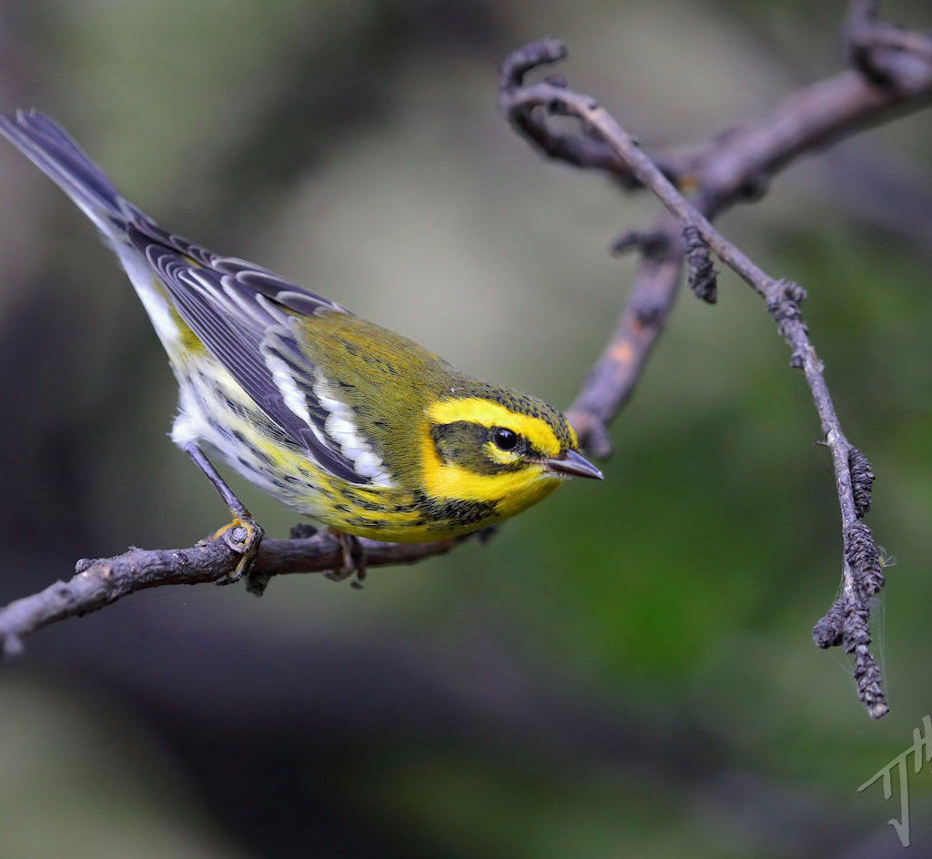 'Southward Bound' - A Songbird Migration Photo Album - Bird Canada