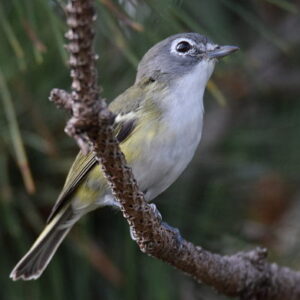 Bird Canada - A voice for the northern bird