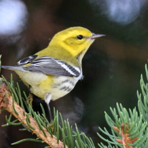 Bird Canada - A voice for the northern bird