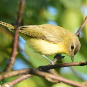 Bird Canada - A voice for the northern bird